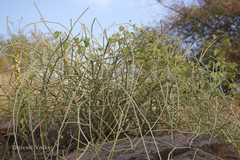 Leptadenia pyrotechnica